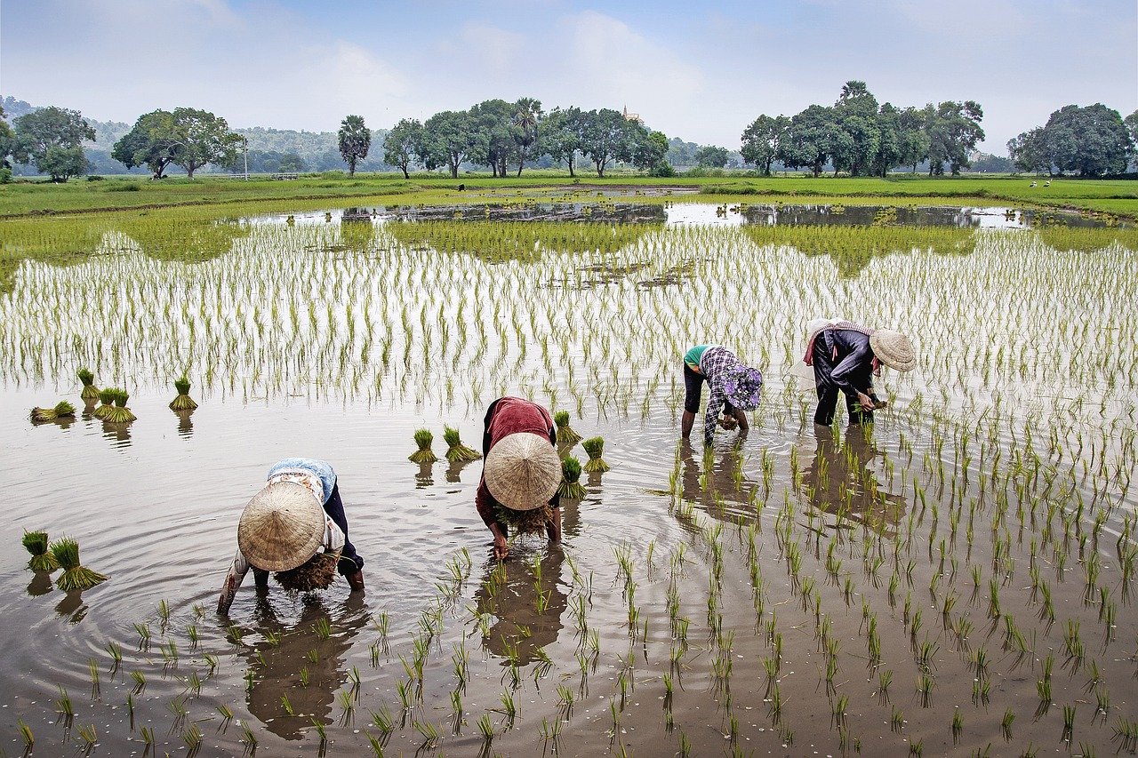 field, farmer, rural-5430070.jpg